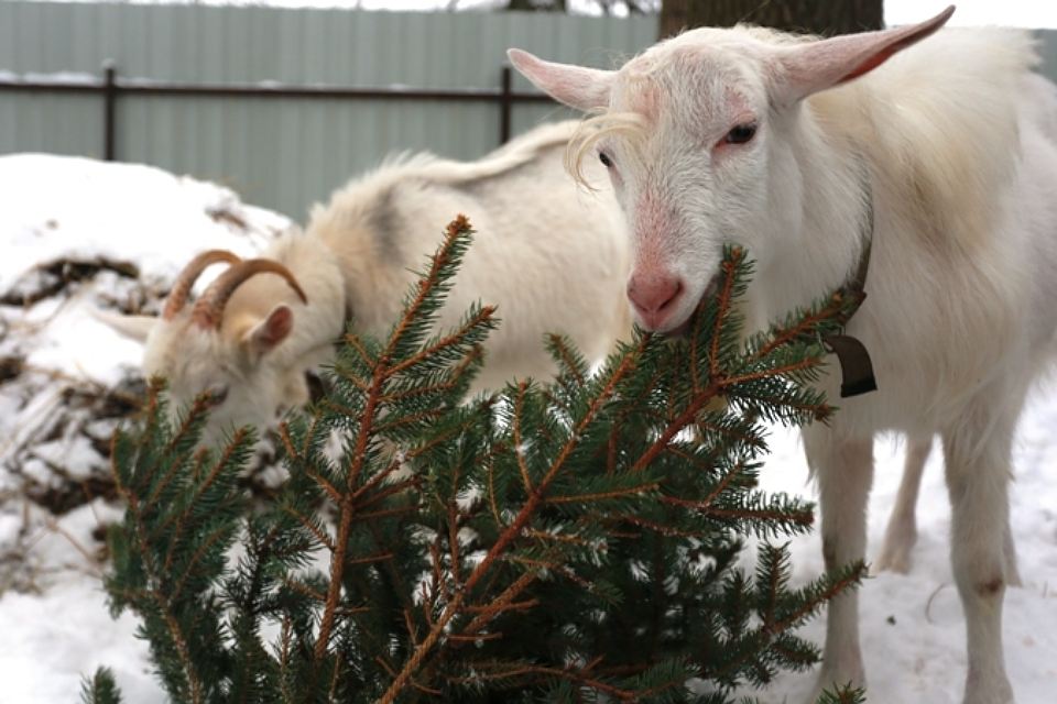 «Новогодняя елка - витаминная подкормка животным».